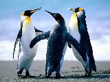 �g���^ �����h�N���[�U�[ �V�O�i�X ���Îԏ��F�G���W��