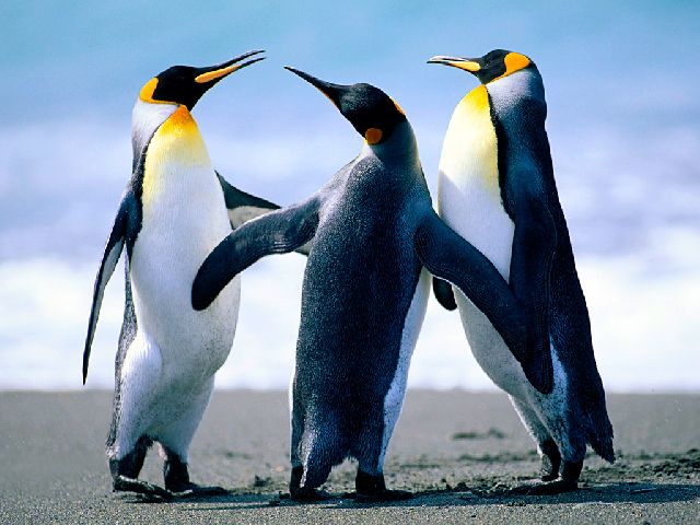 �g���^ �����h�N���[�U�[ �V�O�i�X�F�G���W��